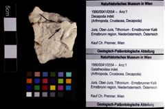 Foto (Objket + Etiketten) von Galatheoidea indet. 